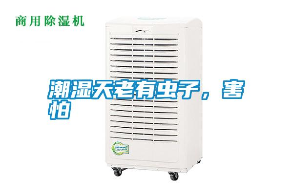 潮濕天老有蟲子，害怕