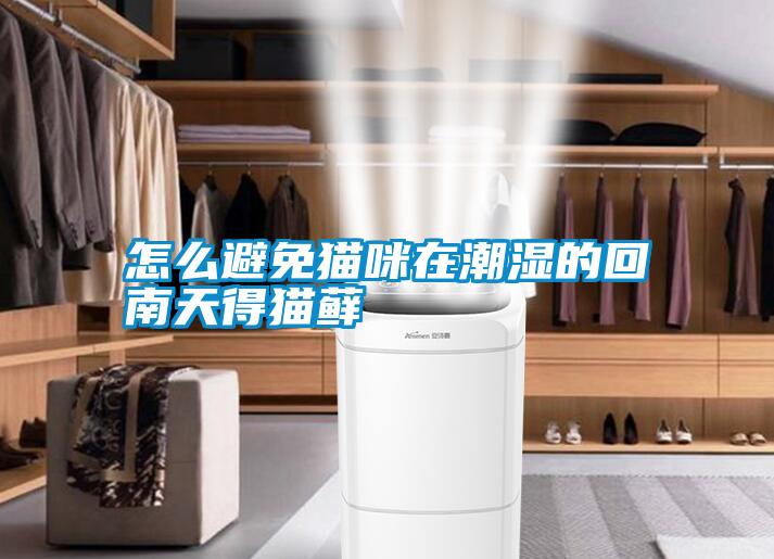 怎么避免貓咪在潮濕的回南天得貓蘚