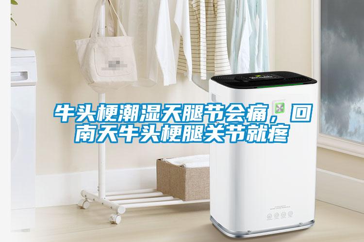 牛頭梗潮濕天腿節會痛，回南天牛頭梗腿關節就疼