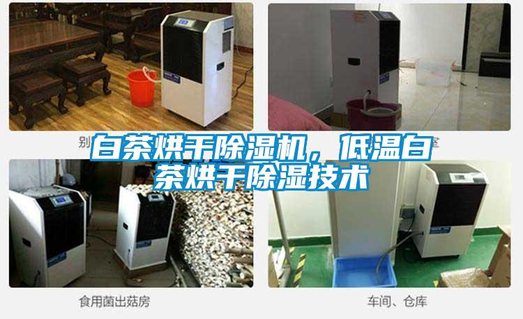 白茶烘干除濕機，低溫白茶烘干除濕技術