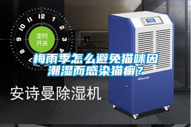 梅雨季怎么避免貓咪因潮濕而感染貓癬？