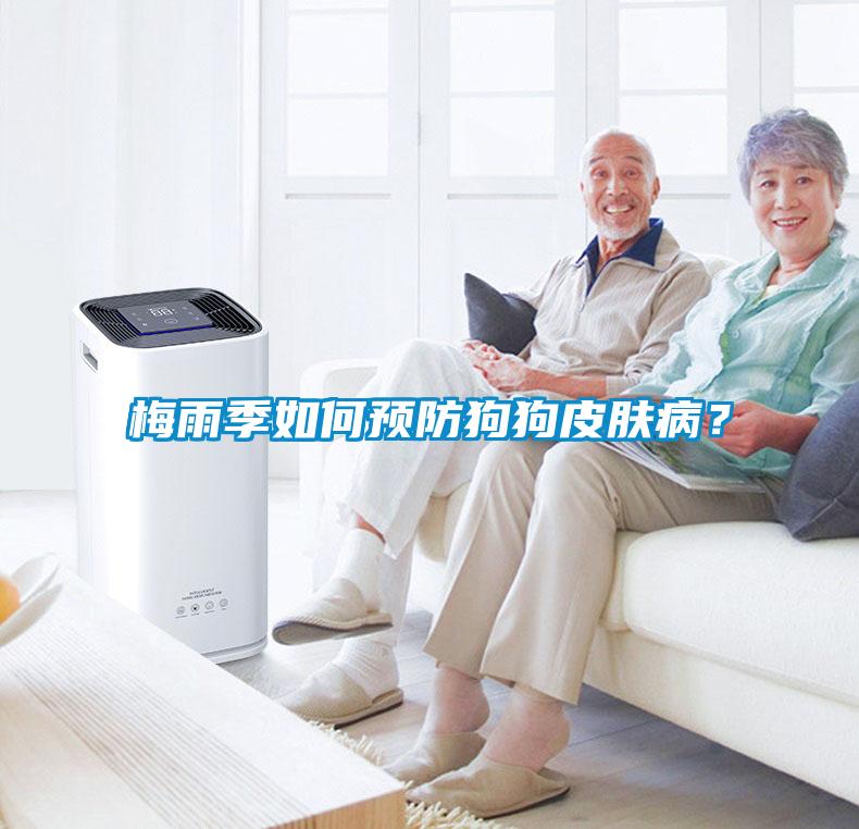 梅雨季如何預防狗狗皮膚??？