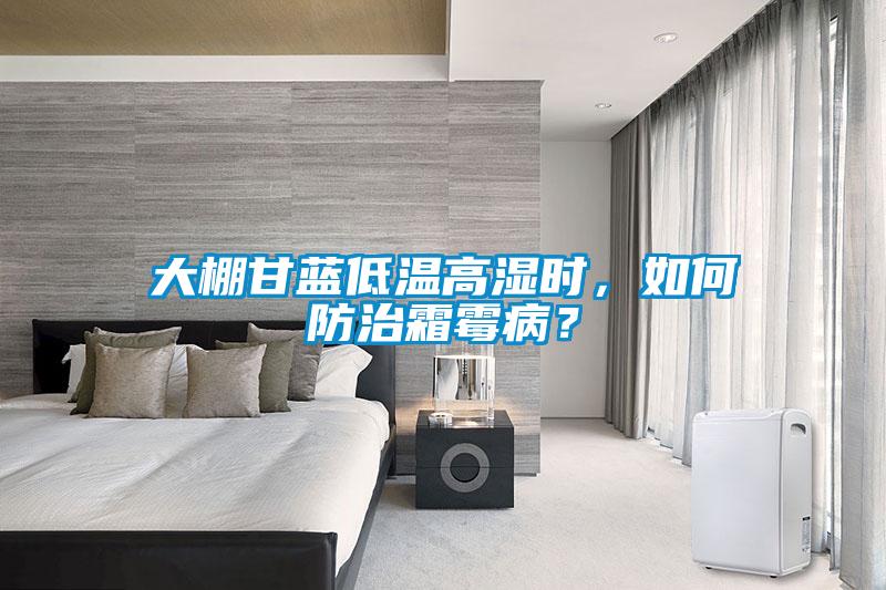 大棚甘藍低溫高濕時，如何防治霜霉??？