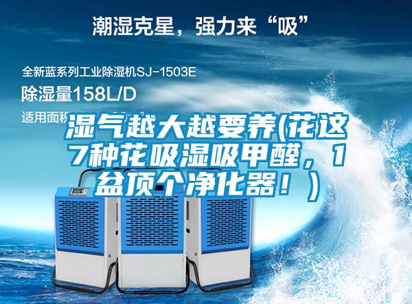 濕氣越大越要養(花這7種花吸濕吸甲醛，1盆頂個凈化器！)